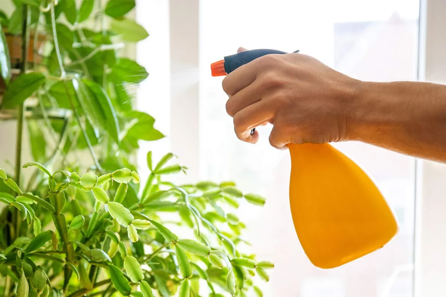 seaweed fertilizer
