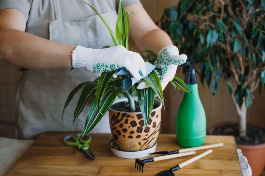 seaweed fertilizer