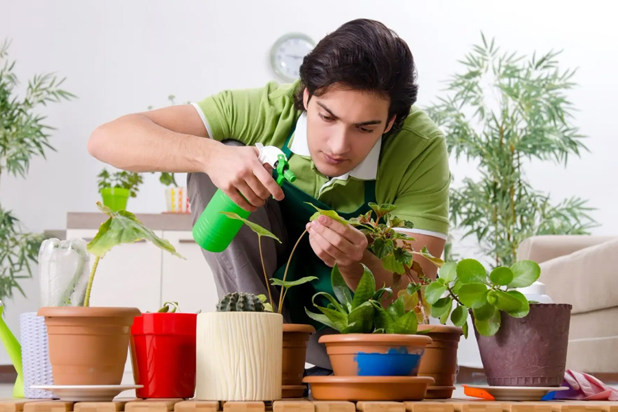 seaweed fertilizer