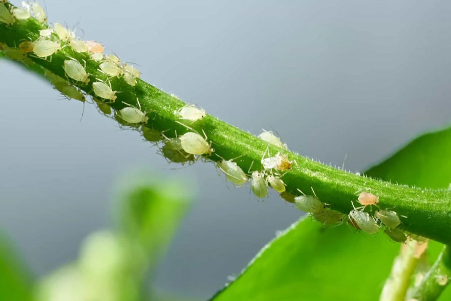 seaweed fertilizer