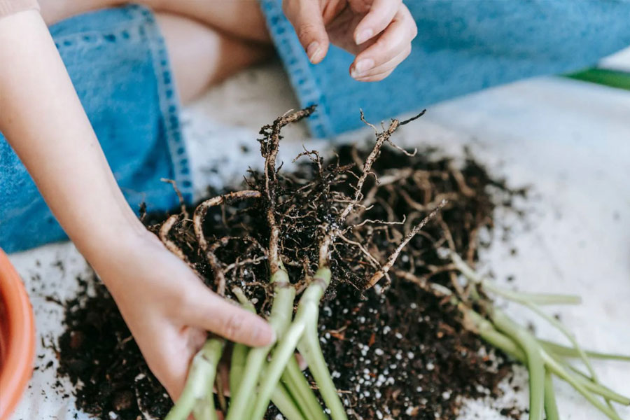 seaweed fertilizer