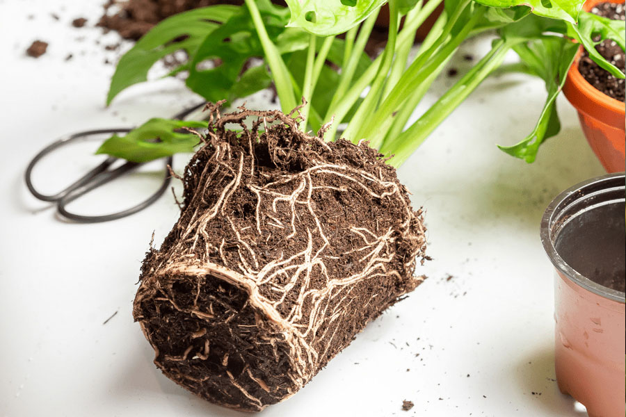 seaweed fertilizer