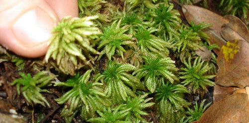 sphagnum moss